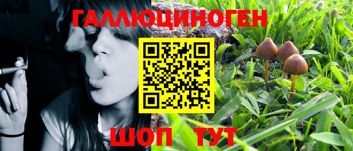 Щёлково  Псилоцибиновые грибы Psilocybe  Вход с VPN 
